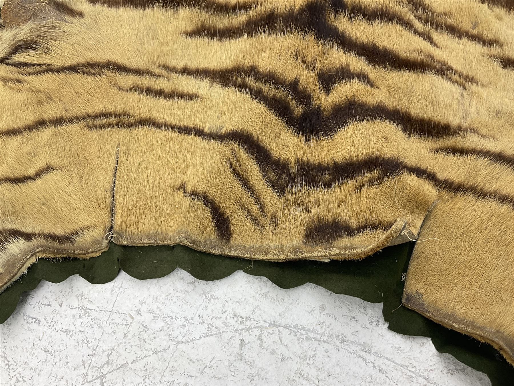 Skins/Hides: Victorian Tiger skin rug (tigris tigris), with green backing with scalloped edges,  L188cm  