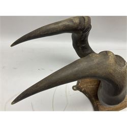 Antlers/Horns: Pair of Hartebeest (Alcelaphus buselaphus) horns with upper skull, mounter upon a wooden shield, H54 