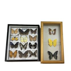 Entomology; Framed collection of twelve butterflies from Singapore, including Vindula erota, Danus melaneus, Pachliopta etc, together with another framed collection of three butterflies
