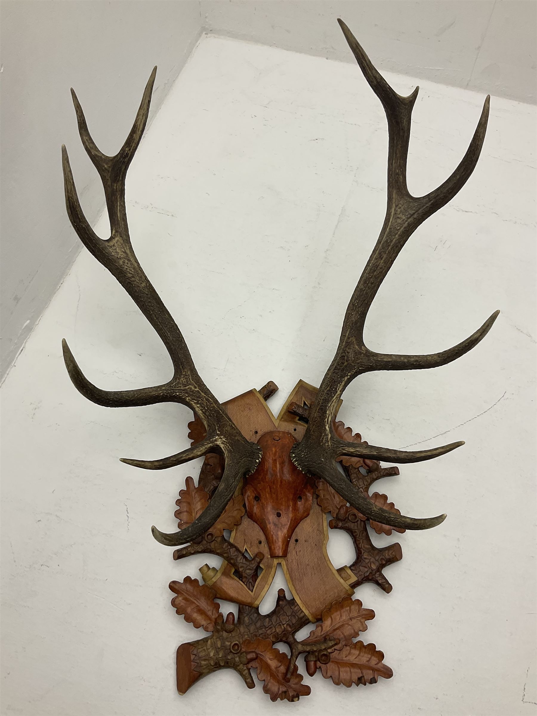 Antlers/Horns: European Royal Red Deer Antlers (Cervus elaphus hippalaphus), twelve point antlers, mounted upon a carved and pierced shield H120cm D64cm