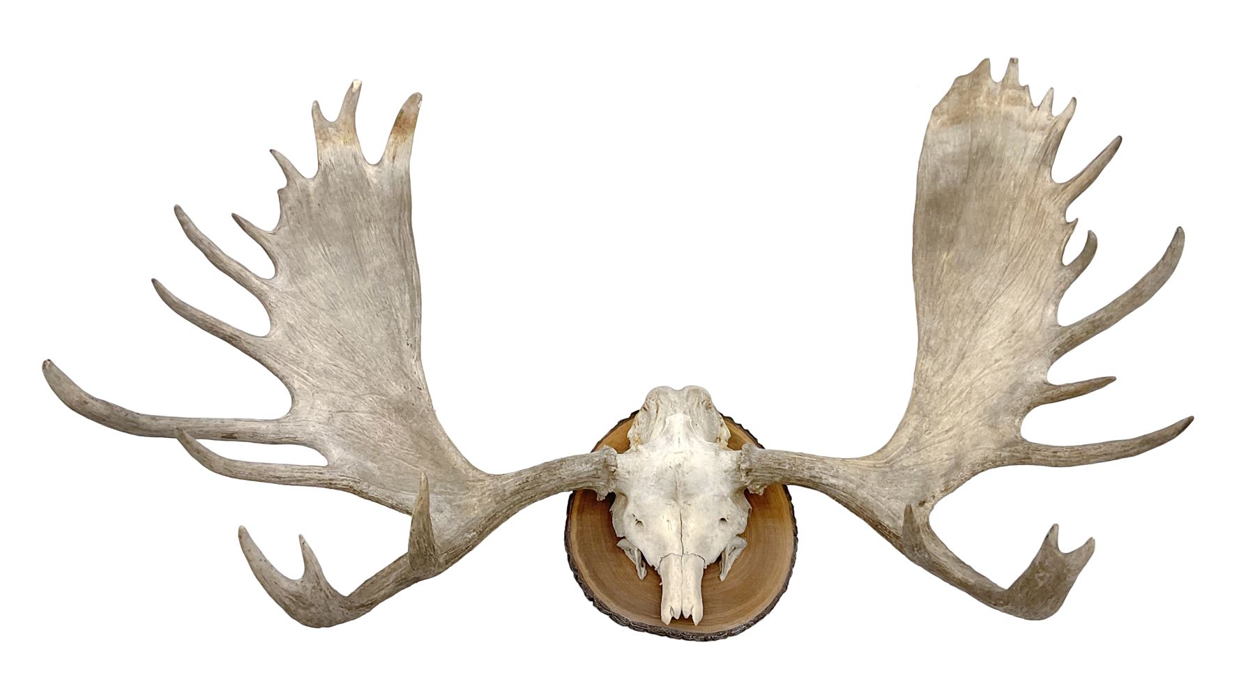 Antlers/Horns: North American Moose Antlers (Alces alces), adult bull moose antlers upon tree section plaque, overall approximately H95cm L135cm
