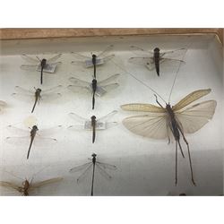 Entomology: Glazed entomology collector's drawer display of various Australian and African Locusts and Dragonflies, twenty-eight assorted specimens, collected from various regions of Australia and Africa, each with attached data labels, H42cm, L51cm