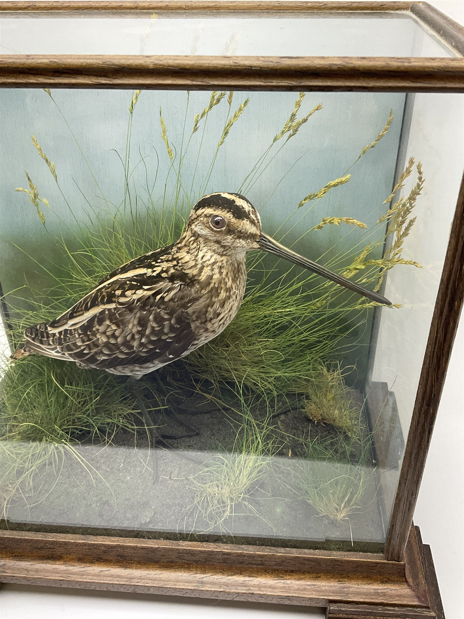 Taxidermy: 20th century cased  Common Snipe (Gallinago gallinago), mounted upon naturalistic ground work with soil and grasses, set against a painted sky backdrop, encased within a four pane display case with four bracket feet, with taxidermist paper label beneath detailed David Astley Taxidermist, H26.5cm L29cm D18.5cm
