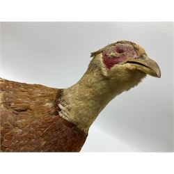 Taxidermy; Ring-necked Pheasant (Phasianus colchicus), adult female mount on open display, together with Pair of Hartebeest (Alcelaphus buselaphus) horns with upper skull, mounter upon a wooden shield, pheasant H40cm 