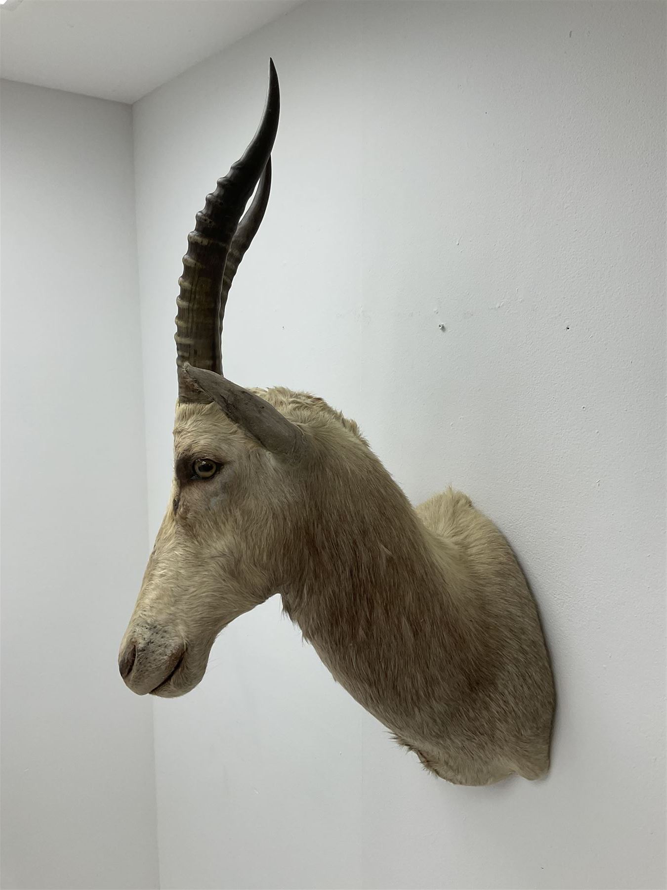 Taxidermy: White Blesbok (Damaliscus pygargus phillipsi), light coloured shoulder mount, approximately H85cm