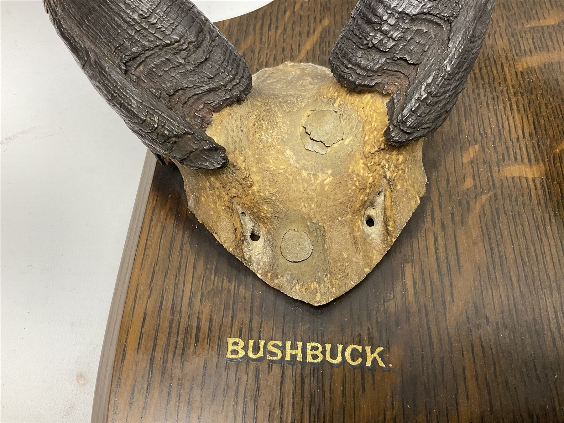 Antlers/horns; Bushbuck (Tragelaphus sylvaticus),  Duiker Buck (Sylvicapra grimmia) and Springbok (Antidorcas marsupialis), three pairs of adult antlers upon an oak shield, shield H38cm 
