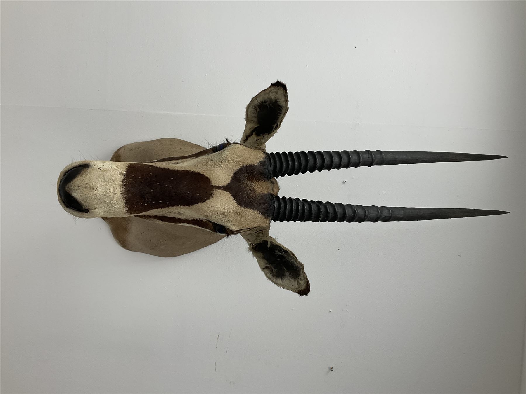 Taxidermy: Beisa Oryx (Oryx beisa beisa), adult male shoulder mount looking straight ahead, approximately H120cm