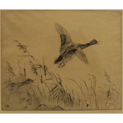 Winifred Maria Louise Austen (British 1876-1964): Mallards Rising from the Reeds, drypoint etching signed in pencil 24cm x 29cm