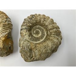 Pair of limestone Ammonite fossils, age; Cretaceous period, location; Morocco, D10cm