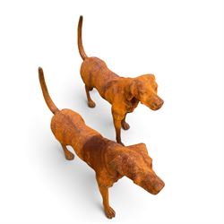 Pair of weathered cast iron garden statues in the form of standing foxhounds with outstretched tails and collars, in rusted patina