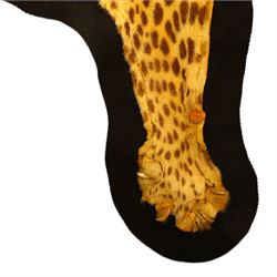 Taxidermy: Early 20th century Indian leopard (Panthera pardus fusca), adult skin rug, with limbs outstretched, mounted upon a later felt backing, L202cm