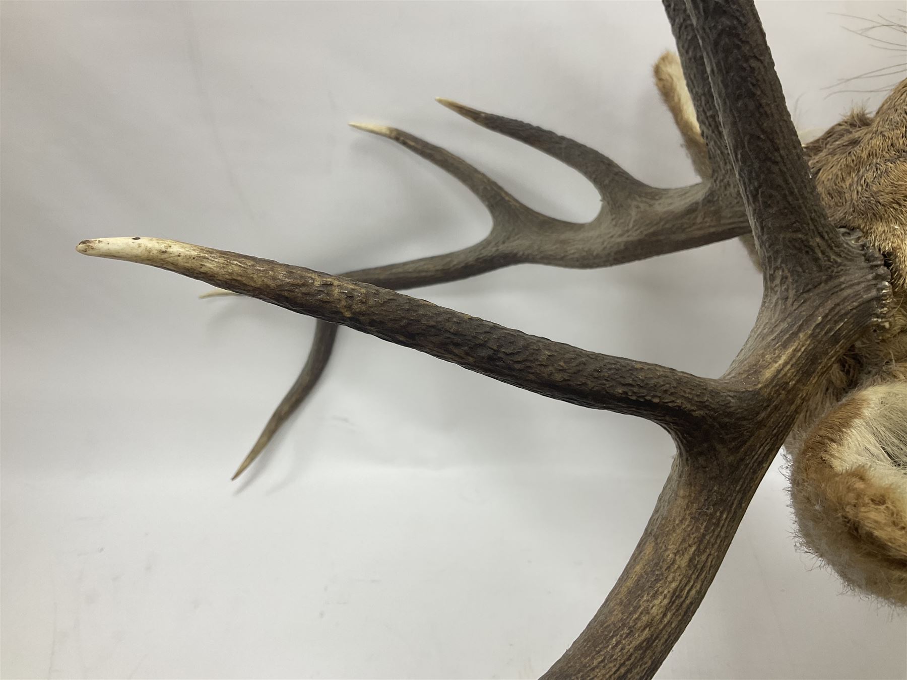 Taxidermy: Red Deer (Cervus elaphus), adult male imperial stag shoulder mount looking straight ahead, ten point antlers, mounted upon a shaped wooden shield, D65cm