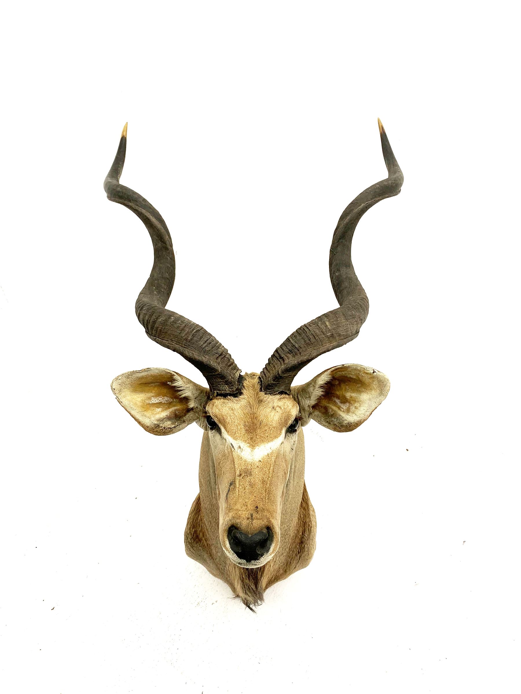 Taxidermy: Greater Kudu (Tragelaphus Strepsiceros), adult male shoulder mount, H170cm