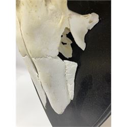 Antlers/Horns: Pair of European Moose (Alces alces) horns with upper skull, mounter upon a wooden shield, H45cm