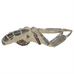 Thallasima crayfish fossil java, age; Miocene period, location; Indonesia, L15cm