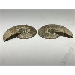 Paleontology: fossilized African Cleoniceras ammonite, the fossil specimen halved and polished, the interiors with crystal formation within chambers, Middle Cretaceous period, c 100 million years old, Madagascar, L8.5cm