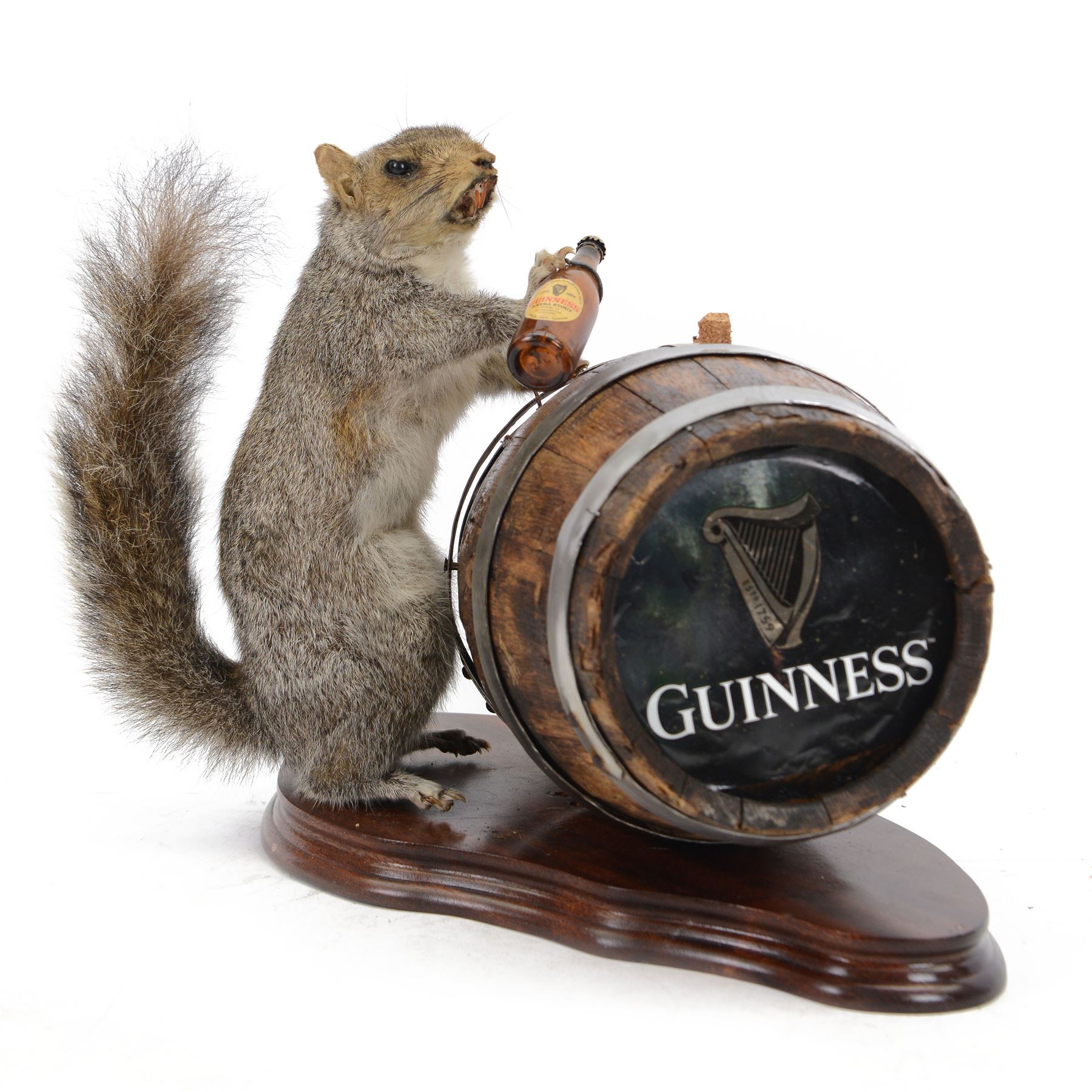 Anthropomorphic Taxidermy: Grey Squirrel (Sciurus carolinensis), standing against a Guinness brewing barrel, with a bottle of Guinness in one hand, H29cm  