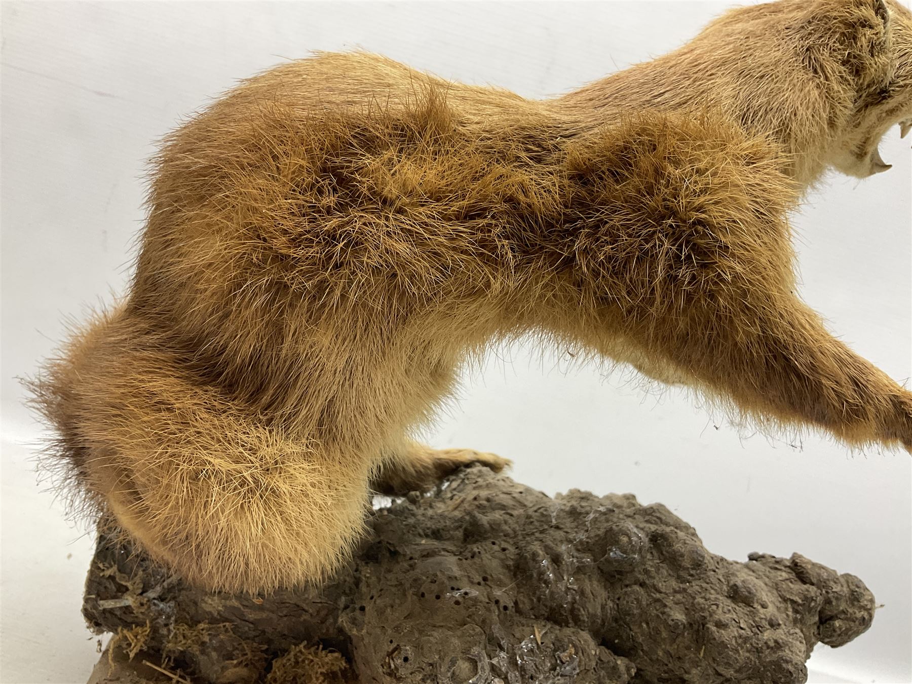 Taxidermy; Pine Marten (Martes martes) or similar, full adult mount mounted on a naturalistic branch, together with a weasel (Mustela) on a wooden plinth, pine marten H34cm