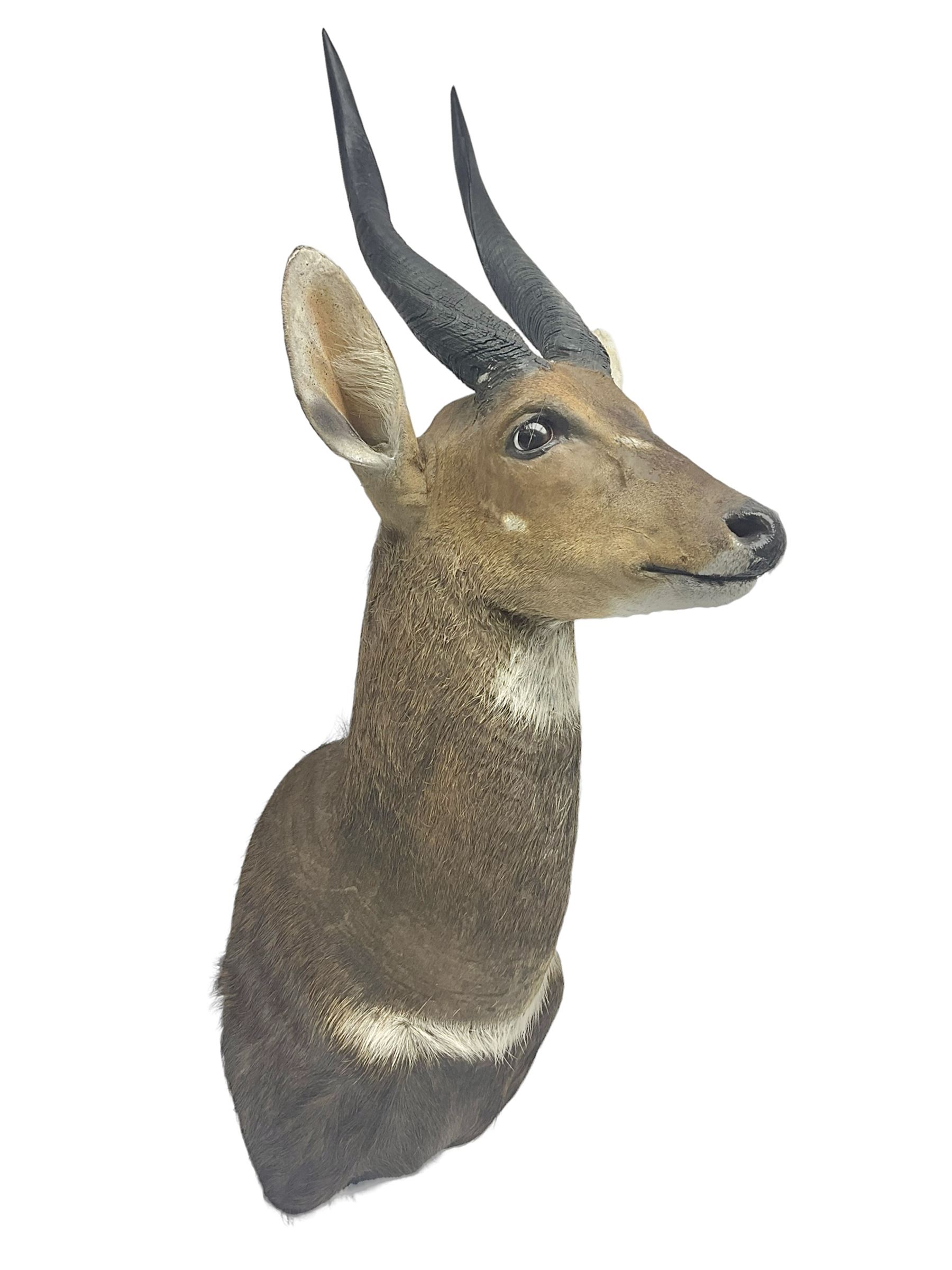 Taxidermy: Cape Bushbuck (Tragelaphus sylvaticus), an adult shoulder mount looking straight ahead, H80cm