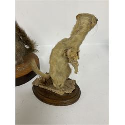 Taxidermy; Red fox mask (Vulpes vulpes), together with stoat (Mustela erminea) study and squirrel (Sciuridae), all on wood bases