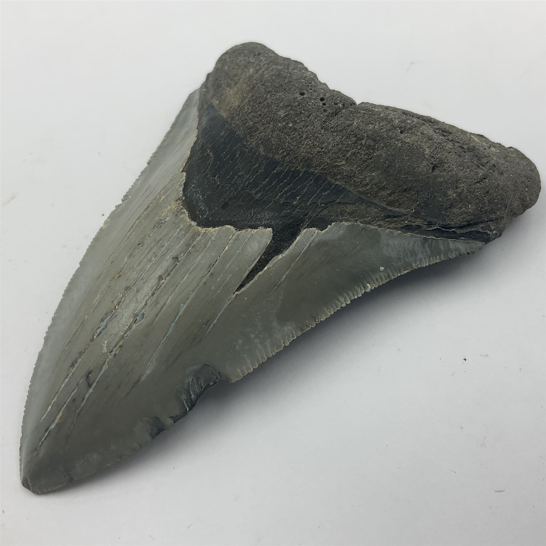 Megalodon (Otodus Megalodon) tooth fossil, age; Miocene period, H9cm, W7cm