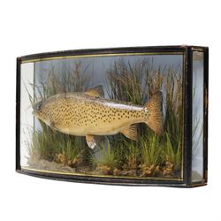 Taxidermy - Brown Trout (Salmo Trutta), skin mount set over river bed, with reeds and ferns, against blue painted back drop, enclosed within an ebonised bow-front display case, W58cm 