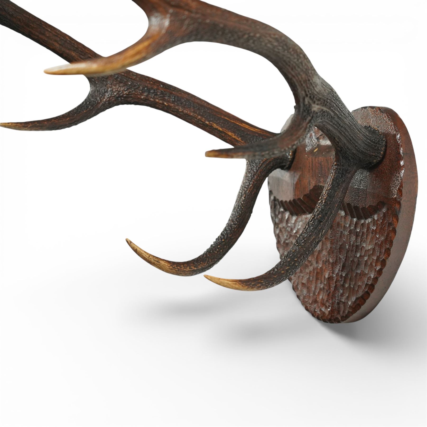 Antlers/Horns - Eight point antlers with partial skull on carved wooden plaque, W49cm and another set of eleven point antlers on carved wooden plaque, W47cm (2)