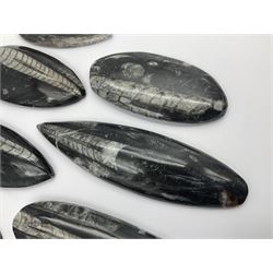 Ten individual polished orthoceras fossils, age; Devonian period, location; Morocco, largest L13cm, W4cm