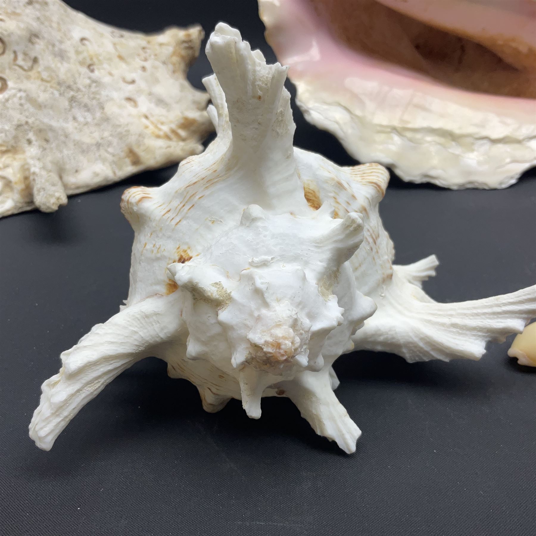 Conchology: selection of conch shells, to include horned examples, largest H17cm, L24cm