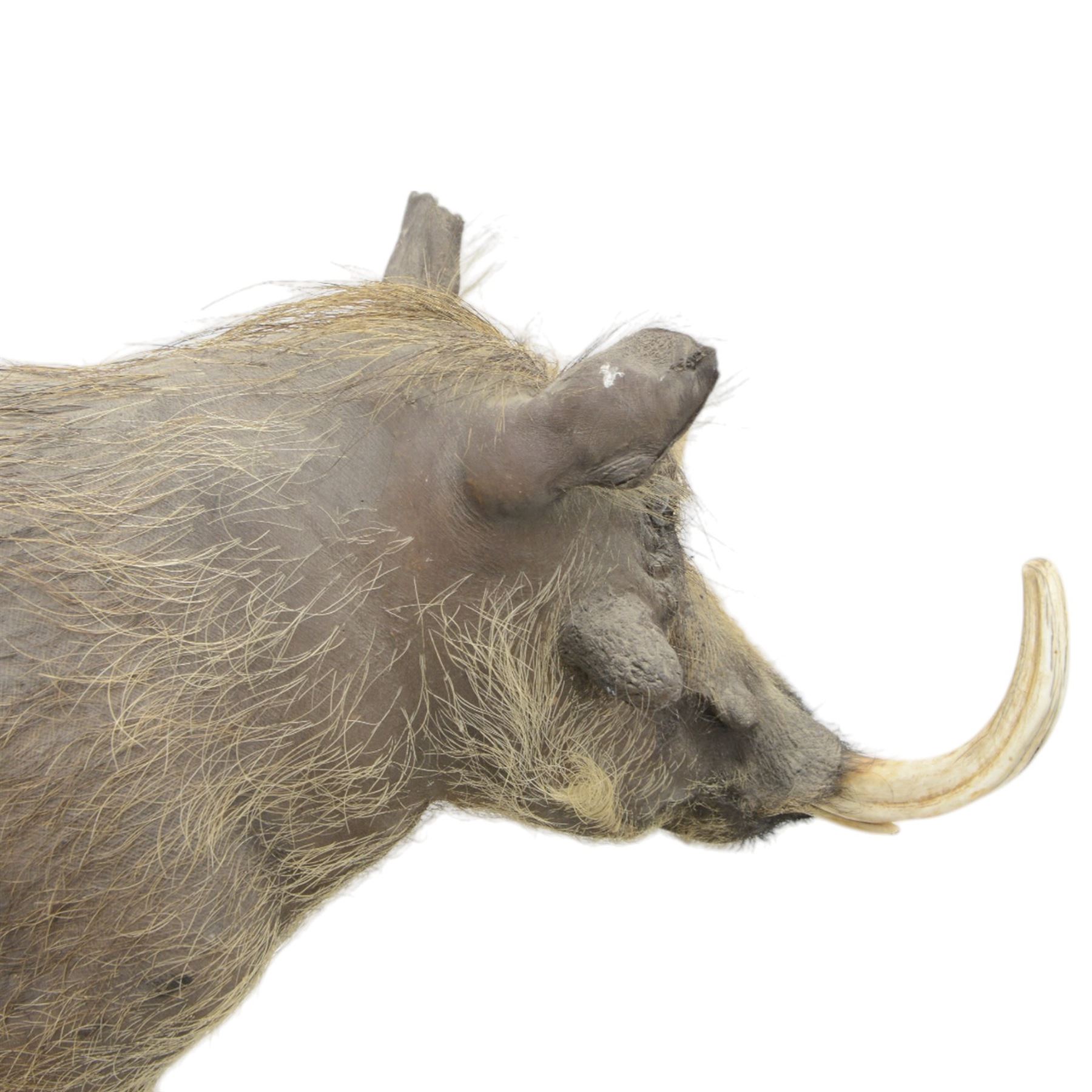 Taxidermy: Common Warthog (Phacochoerus africanus), full mount adult on open display, in running pose, mounted upon a naturalistic rectangular base, H83cm, L140cm