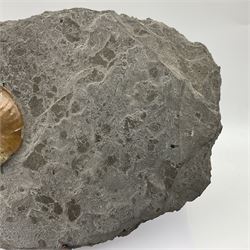 Cleoniceras opalised ammonite upon a slate display matrix, with metal stand, age; Cretaceous period, location; Madagascar, matrix H16cm, L32cm