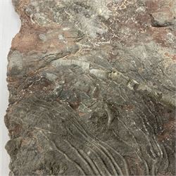 Crinoid sea bed plaque, with partial Scyphocrinites crinoid specimen, age; Silurian period, location; Morocco, L32cm L17cm 
