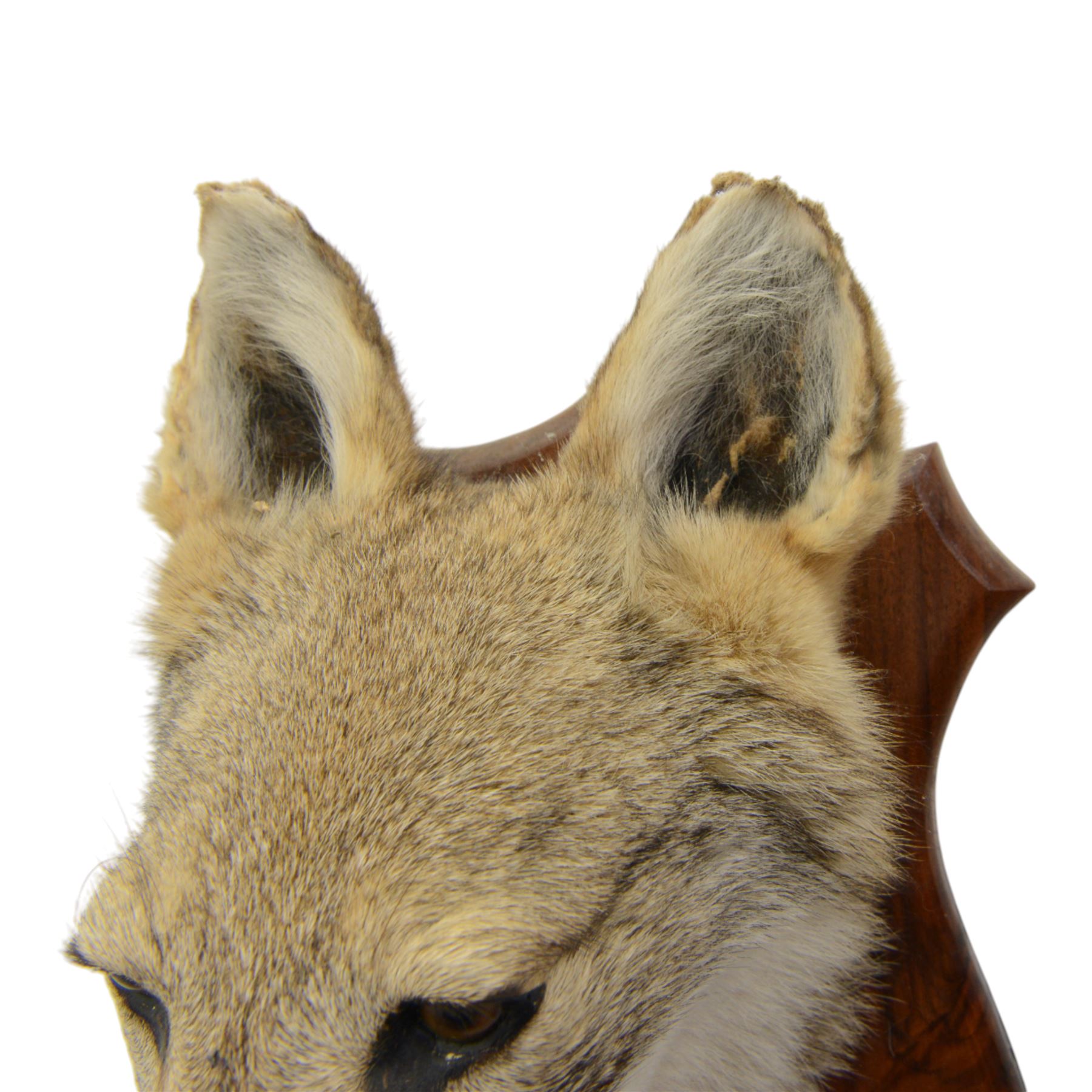 Taxidermy: Coyote (Canis latrans) mask, adult mount looking straight ahead, upon a wooden shied, with brush attached to shield, D28cm