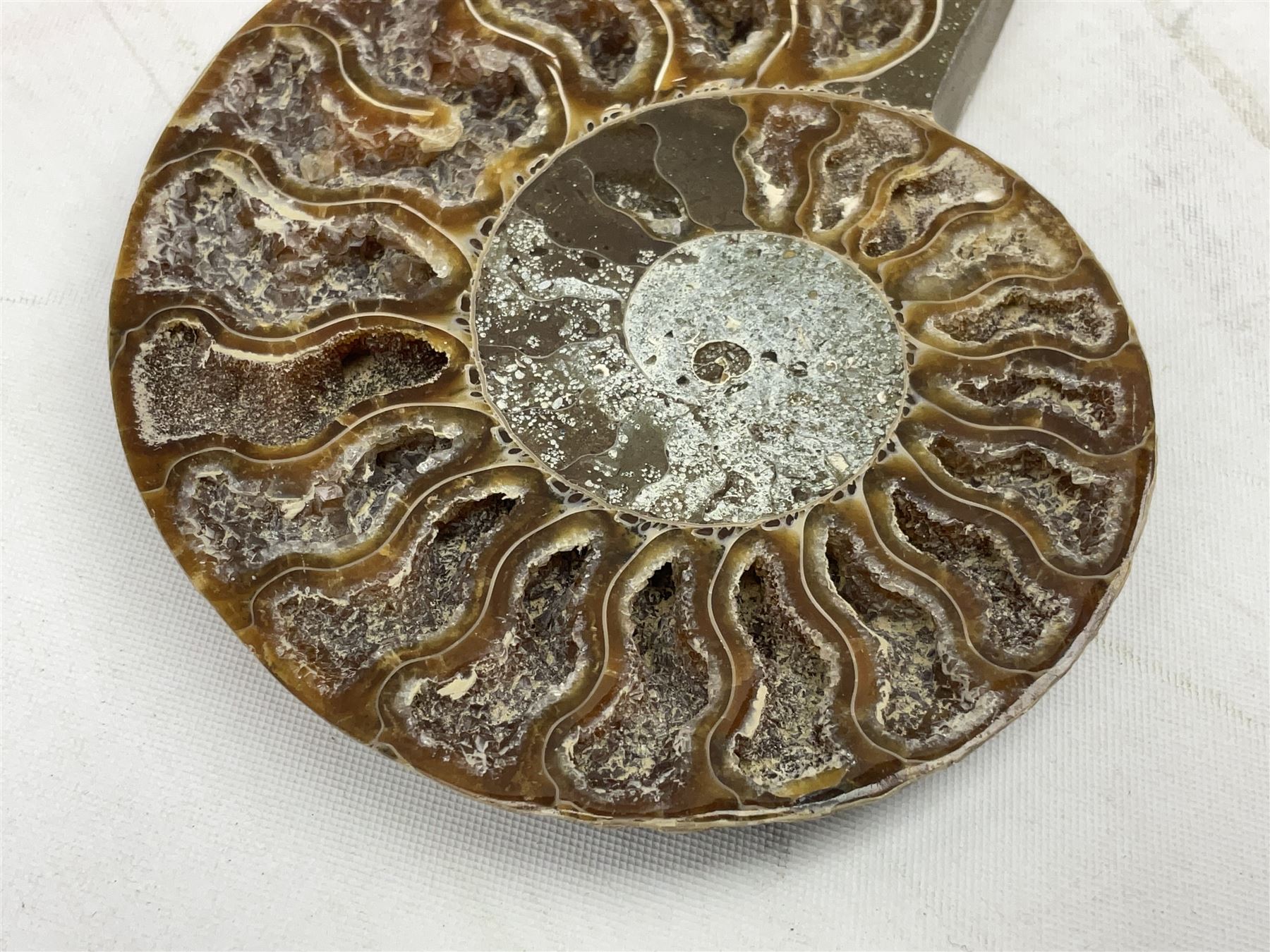 Paleontology: fossilized African Cleoniceras ammonite, the fossil specimen halved and polished, the interiors with crystal formation within chambers, Middle Cretaceous period, c 100 million years old, Madagascar, L8.5cm