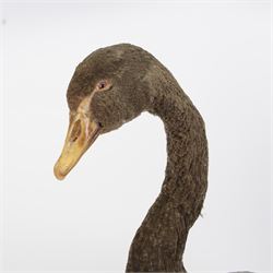 Taxidermy: Black Swan (Cygnus atratus), full mount adult looking straight ahead, stood upon an oval pebble covered base, H68cm