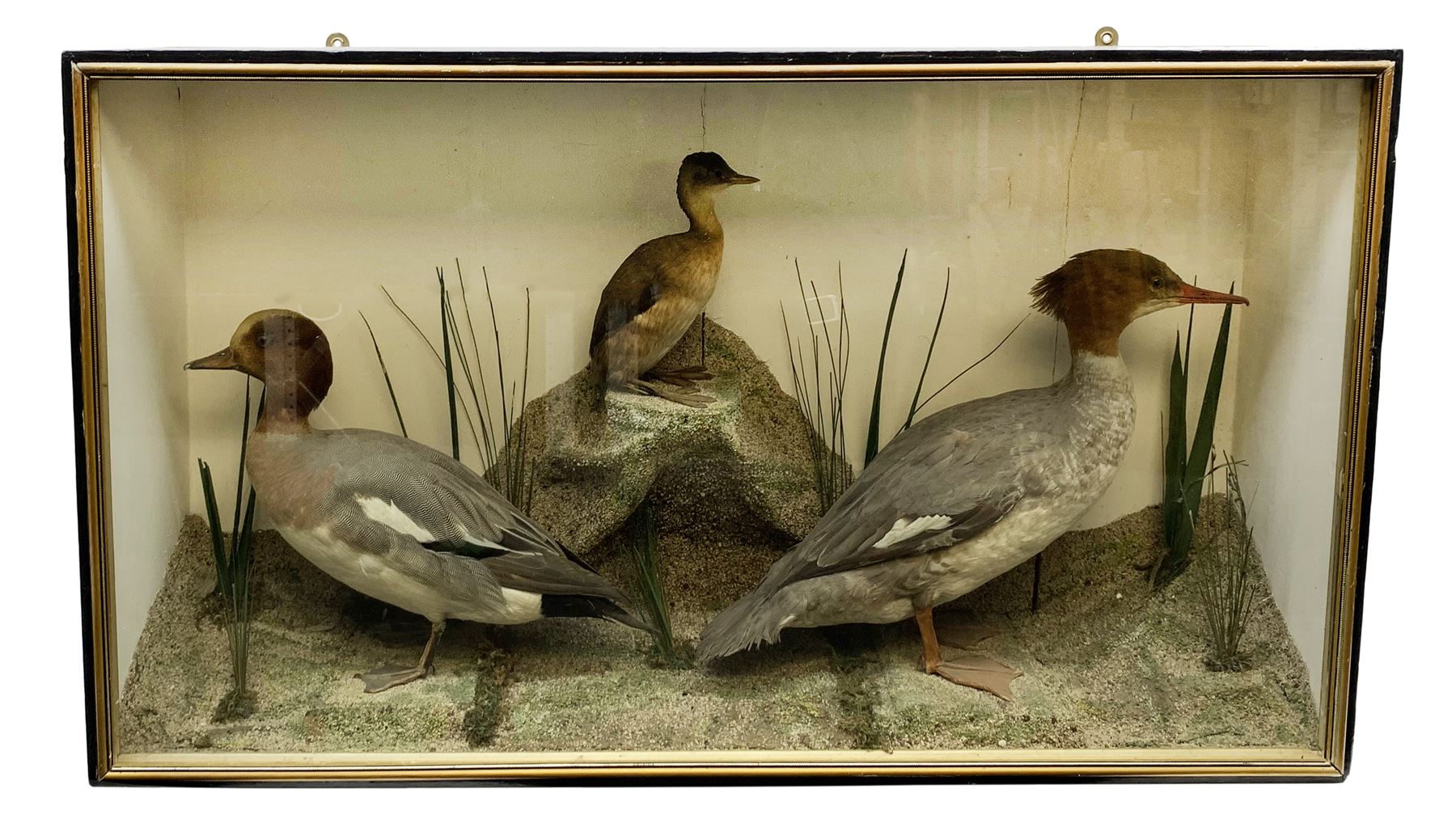 Taxidermy: female Goosander (Mergus Merganser), male Green Wing Teal Duck (Anas Carolinensis), and Little Grebe (Tachybaptus Ruficollis), in naturalistic setting detailed with long grass, set against a painted cream backdrop, encased within an ebonised single pane display case, with taxidermist paper label verso detailed J E Massey, Finkle Street, Malton, H50.5cm W89cm D21cm