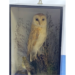Taxidermy: Early 20th century cased Barn Owl (Tito alba), and finch, in naturalistic setting, perched upon a tree stump, and detailed with long grasses, set against a painted light blue backdrop, encased within an ebonised single pane display case, with taxidermist paper label verso detailed E Allen & Co No 20 Stonegate York, and manuscript label ‘Owl killed by express train York Station 1907, was mounted for signalman W H Kilham’, H49.5cm L32.5cm D17.5cm