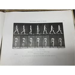 Muybridge, Eadweard; The Human Figure in Motion, London, Chapman & Hall Ld, Art, Wright, J Wright; The Sculpture and Art Students' Guide to the Proportions of the Human form, plates reproduced by John Sutcliffe, Luard L.D; Horse and Movement, London Cassell and Company ltd, with eight plates in colour and twenty-four in half-tone, together with other folious    