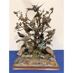 Taxidermy: diorama of approximately fifty British garden birds on open display, to include Song Thrush, Blackbird, Starling, Greenfinch, Kingfisher, Robin, along with numerous others, full mounts upon central branch on a rocky outcrop detailed with moss, lichen and grasses, with a stepped base, approximately H84cm


