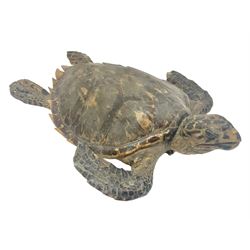 Taxidermy: Hawksbill Sea Turtle (Eretmochelys imbricata), juvenile full mount, beak to shell base, 40cm