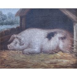 J Box (British 20th century): Sleeping Pig, oil on canvas laid on to panel signed 20cm x 25cm