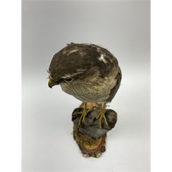 Taxidermy: Sparrow hawk ( Accipiter Nisus) open display upon naturalistic display and tree trunk section, H45cm