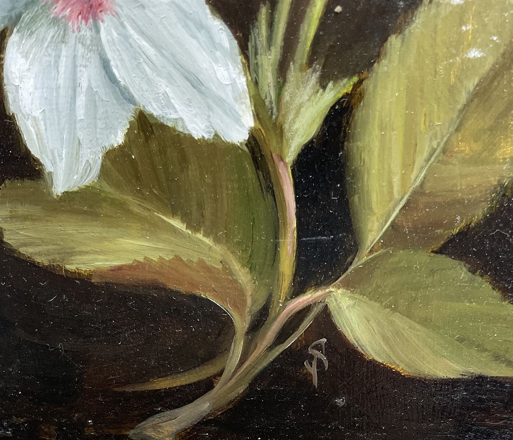 Susie Philipps (British Contemporary): Christmas Helebores, oil on board signed with monogram, artist's studio card verso 15cm x 12cm