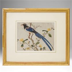 Chinese School (19th Century): Study of a Magpie on a Branch, body colour on rice paper 18cm x 24cm