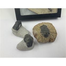 Dragonfly larvae (Libellula doris), together with four Mosasaur teeth, four trilobites (Crotalocephalina gibba) and one other tooth