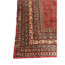 Persian Arak crimson ground carpet, the field decorated profusely with small repeating Boteh motifs, enclosed by multiple border bands decorated with repeating geometric and hook motifs