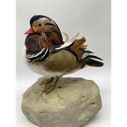 Taxidermy: Mandarin duck (Aix galericulata), modern, by award winning Taxidermist - Carl Church, Pickering, North Yorkshire, a full mount adult perched on a rock, H36cm W35cm.