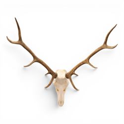 Antlers/Horns - Pair of Red Deer (Cervus elaphus) antlers on skull, H100cm