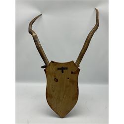 Antlers/Horns: pair of red deer (Cervus elaphus) stag antlers with partial skull on wooden wall shield, H80cm