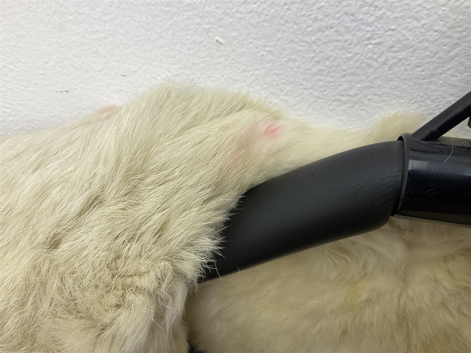 Brown mid length musquash fur coat by National Fur Company together with white rabbit cape